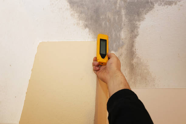 Best Attic Mold Removal  in Kendall Park, NJ
