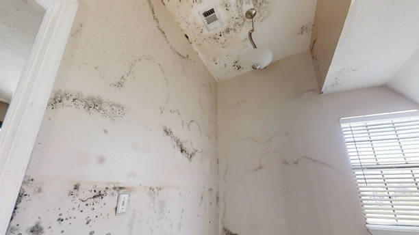 Best Commercial Mold Inspection  in Kendall Park, NJ