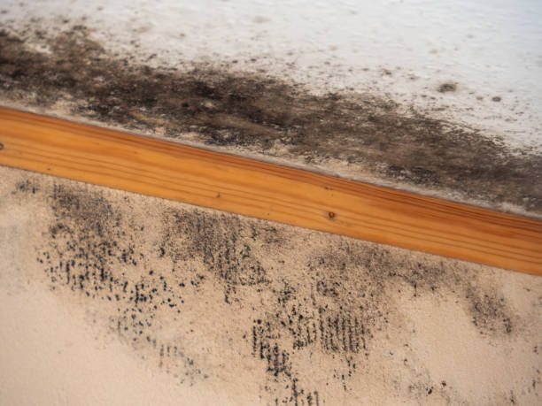 Best Industrial Mold Remediation  in Kendall Park, NJ