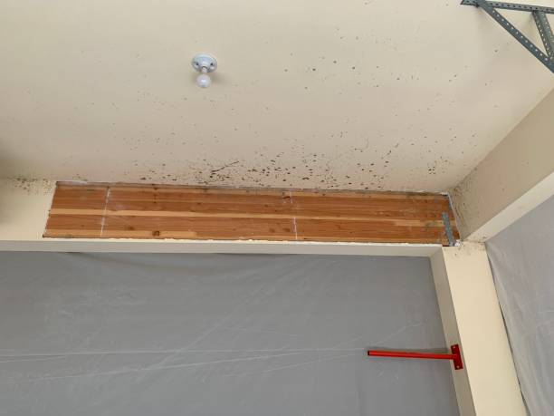Best Crawl Space Mold Remediation  in Kendall Park, NJ