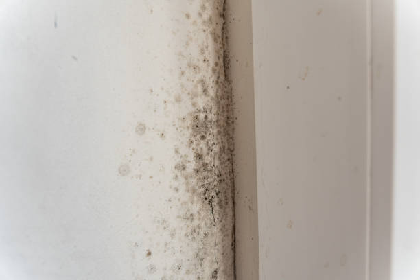 Best Mold Remediation for Healthcare Facilities  in Kendall Park, NJ