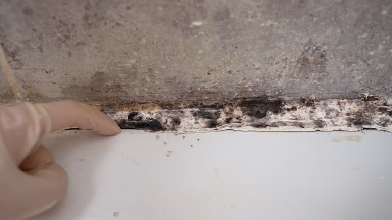 Best Emergency Mold Remediation  in Kendall Park, NJ